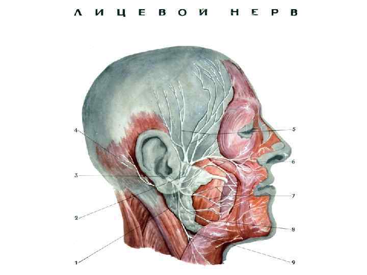 Черепные нервы фото
