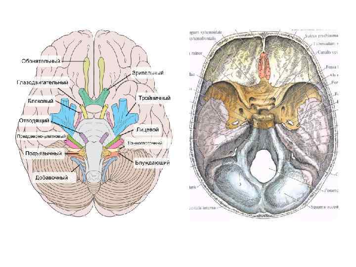 Черепные нервы схема