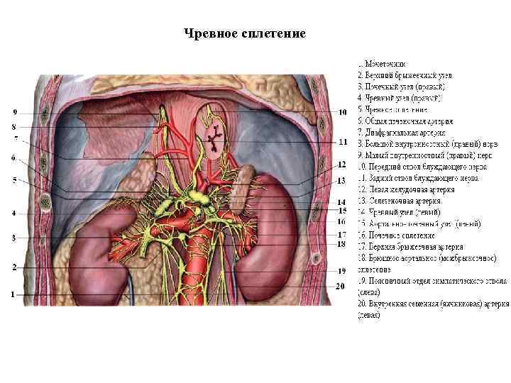 Чревное сплетение 