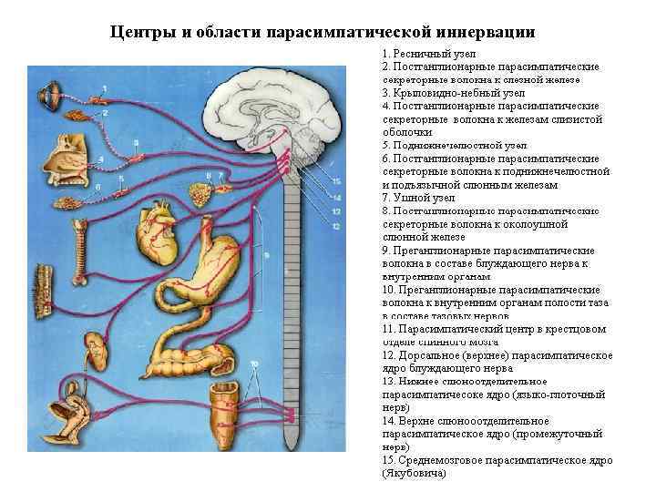 Центры и области парасимпатической иннервации 