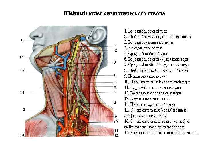 Шейный отдел симпатического ствола 