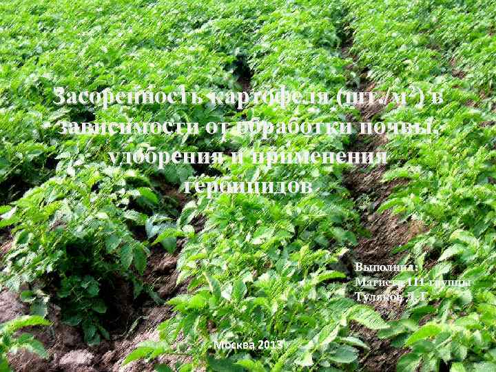 Засоренность картофеля (шт. /м 2) в зависимости от обработки почвы, удобрения и применения гербицидов