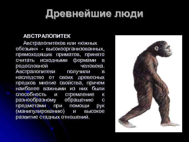 Древнейшие люди АВСТРАЛОПИТЕК Австралопитеков или «южных обезьян» - высокоорганизованных, прямоходящих приматов, принято считать исходными