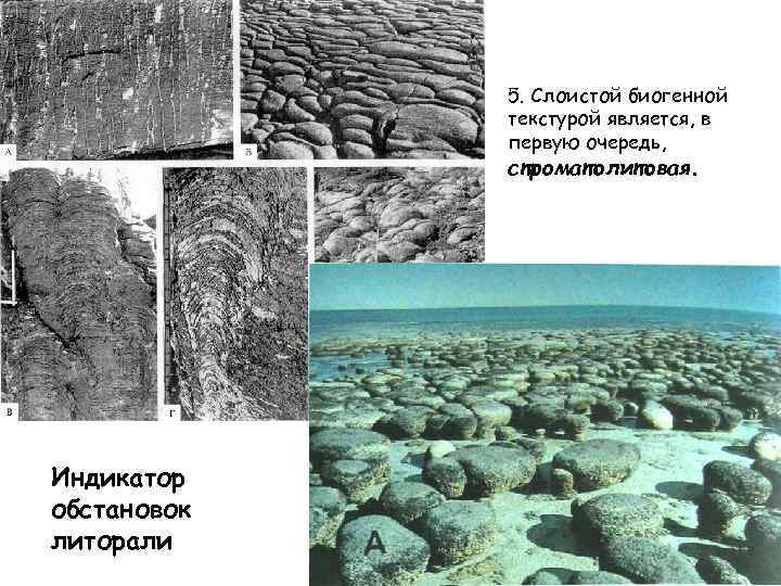 5. Слоистой биогенной текстурой является, в первую очередь, строматолитовая. Индикатор обстановок литорали 