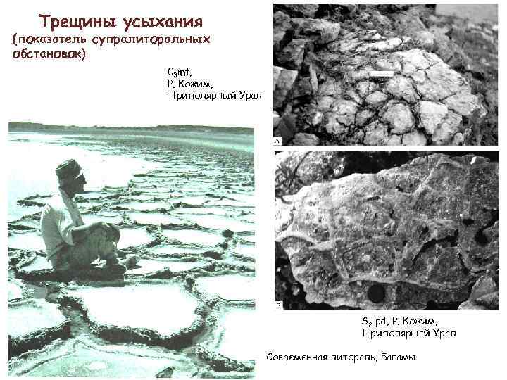 Трещины усыхания (показатель супралиторальных обстановок) 03 mt, Р. Кожим, Приполярный Урал S 2 pd,