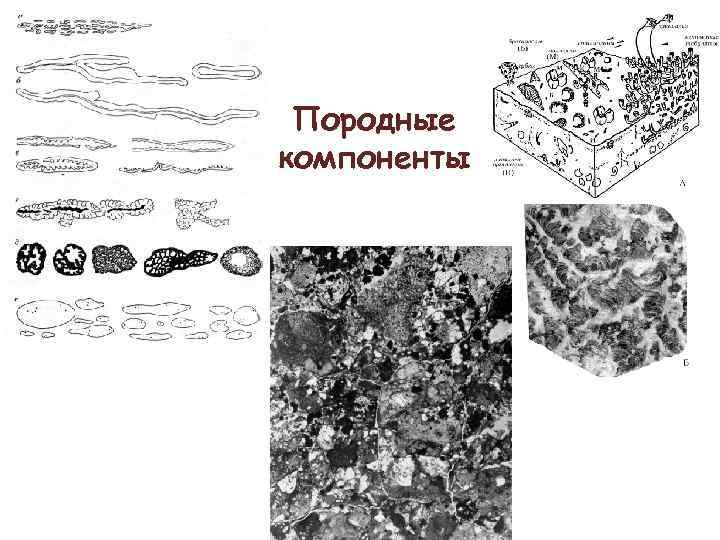 Породные компоненты 