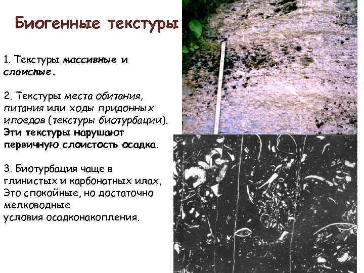Биогенные текстуры 1. Текстуры массивные и слоистые. 2. Текстуры места обитания, питания или ходы