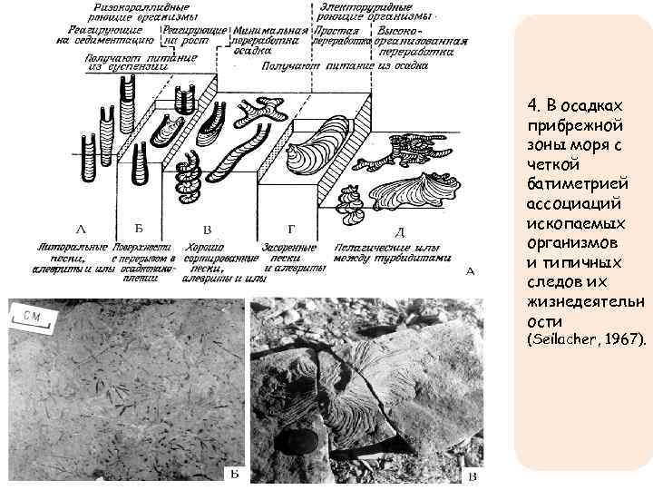 4. В осадках прибрежной зоны моря с четкой батиметрией ассоциаций ископаемых организмов и типичных