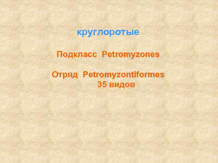 круглоротые Подкласс Petromyzones Отряд Petromyzontiformes 35 видов 