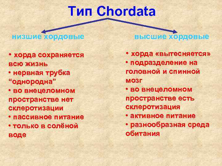 Тип Chordata низшие хордовые высшие хордовые • хорда сохраняется • хорда «вытесняется» всю жизнь