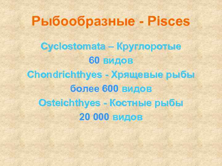 Рыбообразные - Pisces Cyclostomata – Круглоротые 60 видов Chondrichthyes - Хрящевые рыбы более 600