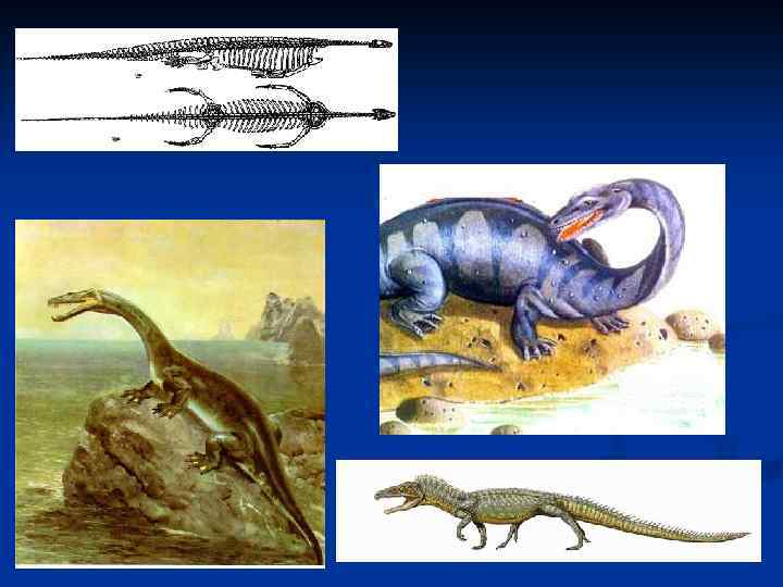 Идиоадаптация пресмыкающихся. Древние пресмыкающиеся 7 класс биология. Стегоцефал- предок пресмыкающихся. Классы древних рептилий. Происхождение рептилий.