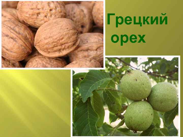 Грецкий орех 