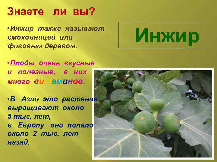 Знаете ли вы? • Инжир также называют смоковницей или фиговым деревом. • Плоды очень