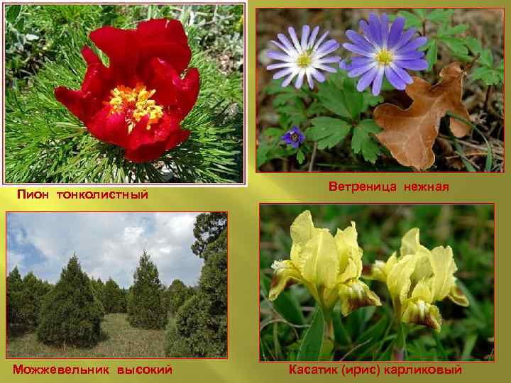 Пион тонколистный Можжевельник высокий Ветреница нежная Касатик (ирис) карликовый 
