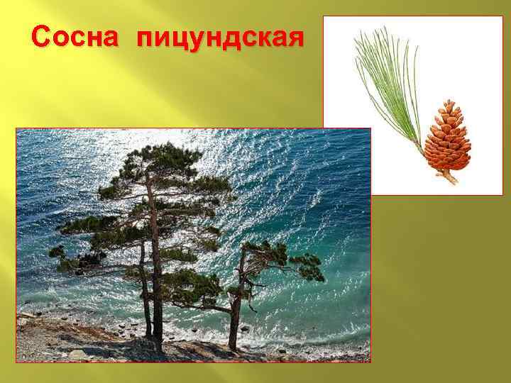 Сосна пицундская 