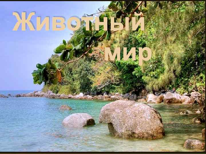 Животный мир 