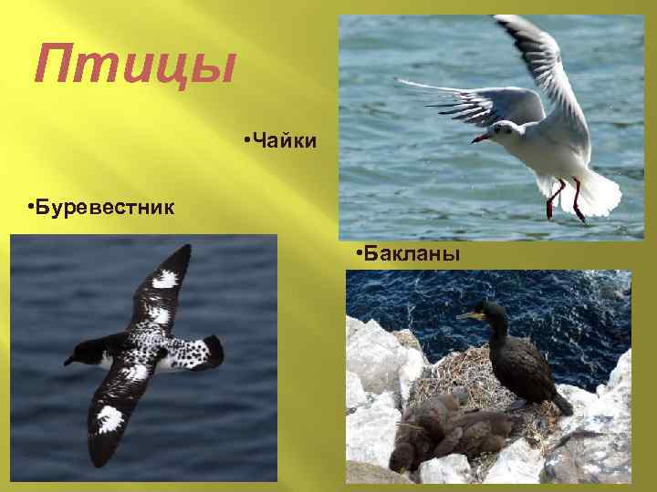 Птицы • Чайки • Буревестник • Бакланы 