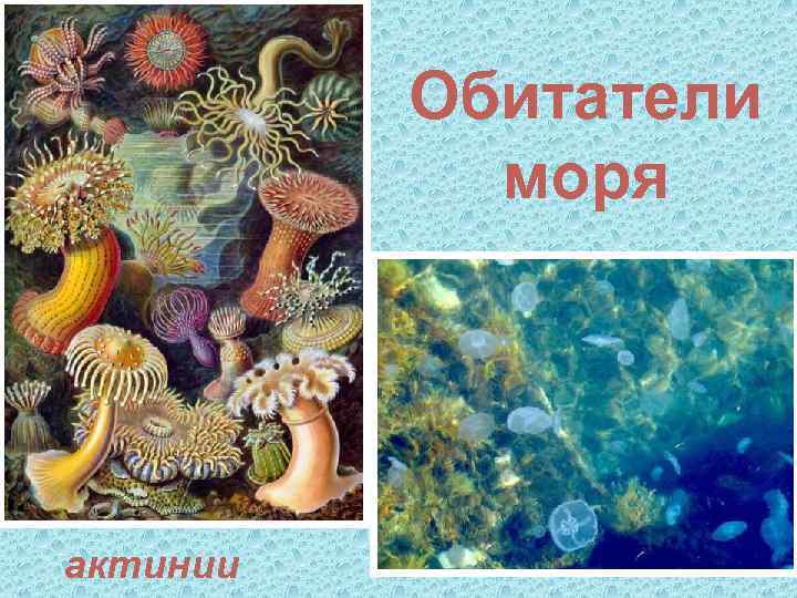 Обитатели моря актинии 