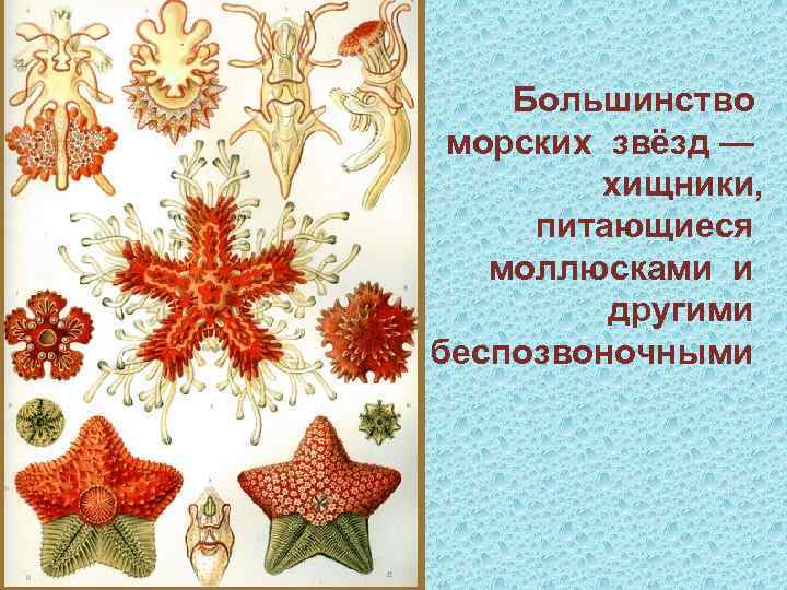 Большинство морских звёзд — хищники, питающиеся моллюсками и другими беспозвоночными 