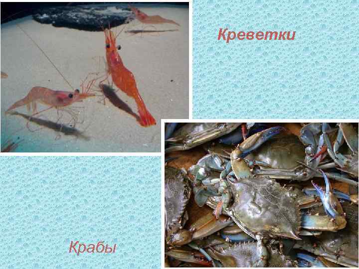 Креветки Крабы 