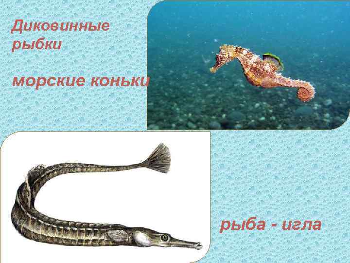 Диковинные рыбки морские коньки рыба - игла 
