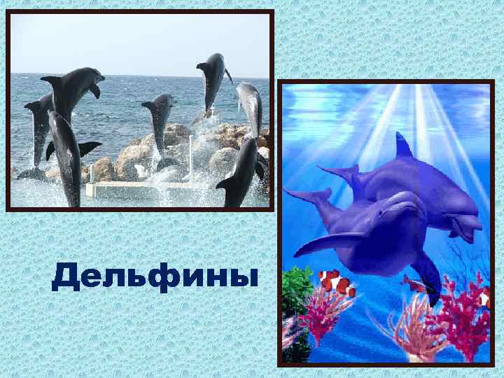 Дельфины 