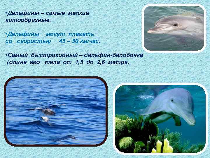  • Дельфины – самые мелкие китообразные. • Дельфины могут плавать со скоростью 45