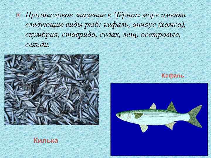  Промысловое значение в Чёрном море имеют следующие виды рыб: кефаль, анчоус (хамса), скумбрия,