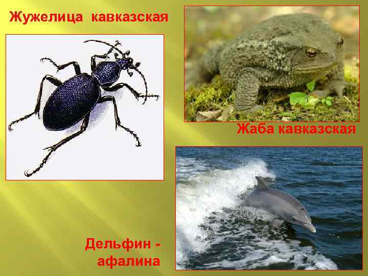 Жужелица кавказская Жаба кавказская Дельфин афалина 