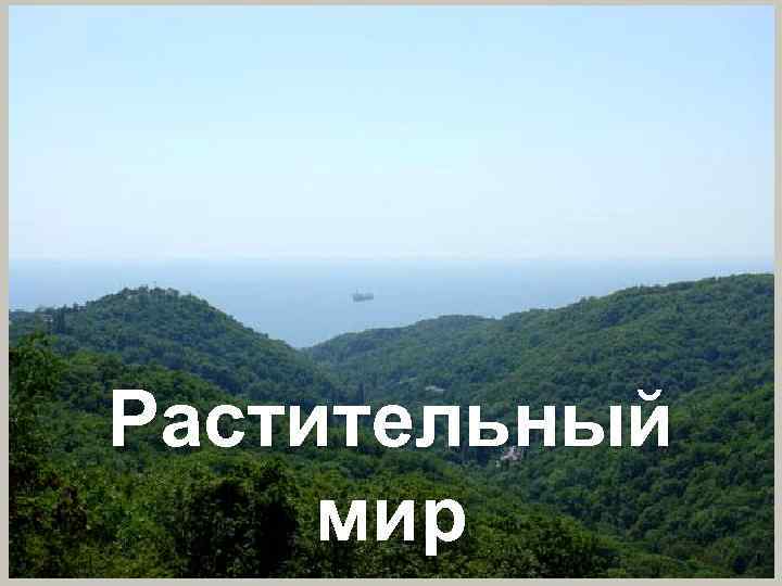 Растительный мир 