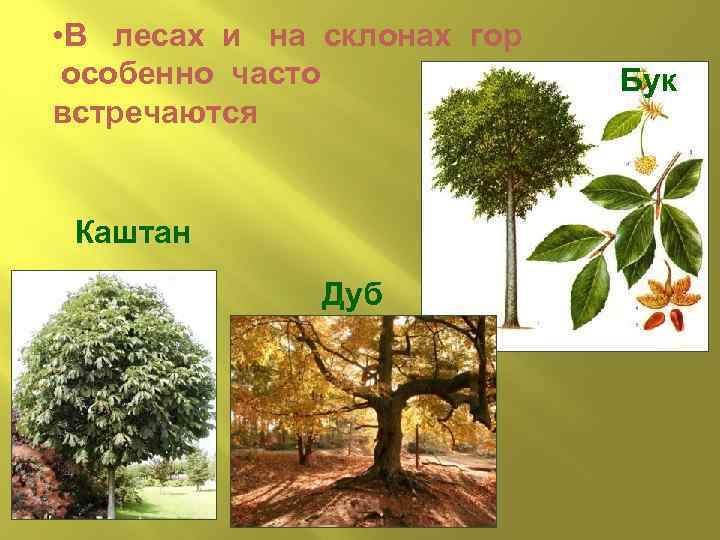  • В лесах и на склонах гор особенно часто встречаются Каштан Дуб Бук