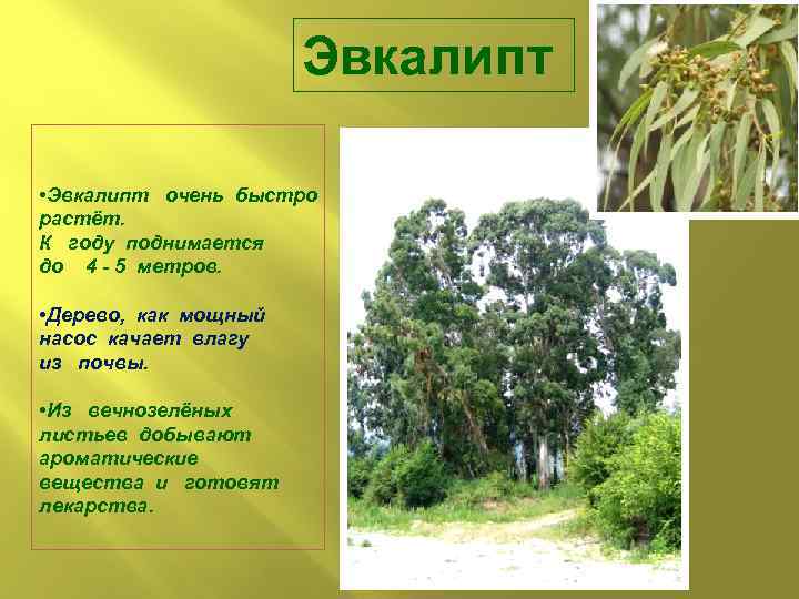 Эвкалипт • Эвкалипт очень быстро растёт. К году поднимается до 4 - 5 метров.