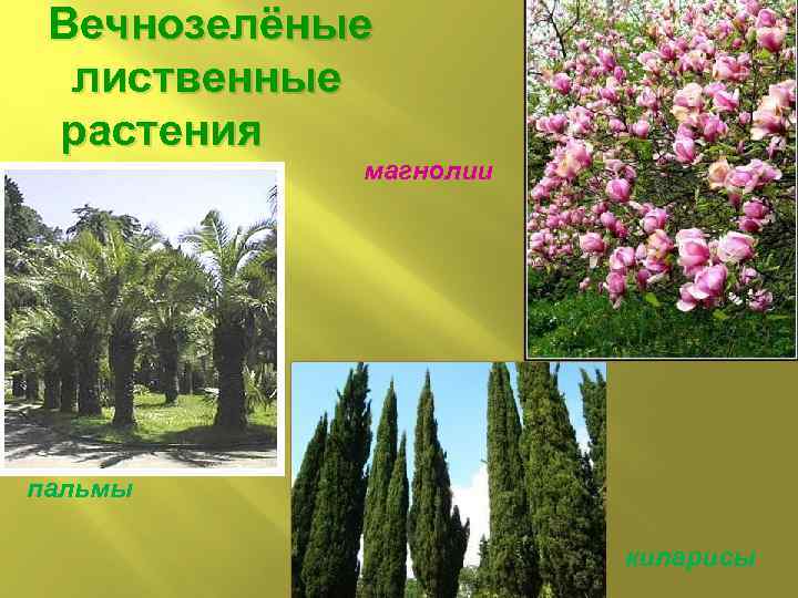 Вечнозелёные лиственные растения магнолии пальмы кипарисы 