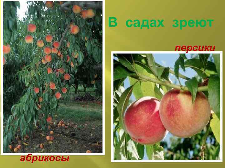 В садах зреют персики абрикосы 