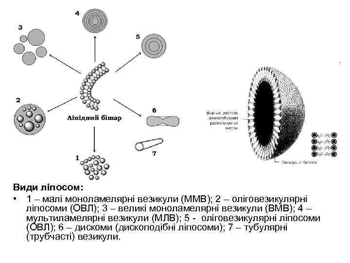 Види ліпосом: • 1 – малі моноламелярні везикули (ММВ); 2 – оліговезикулярні ліпосоми (ОВЛ);