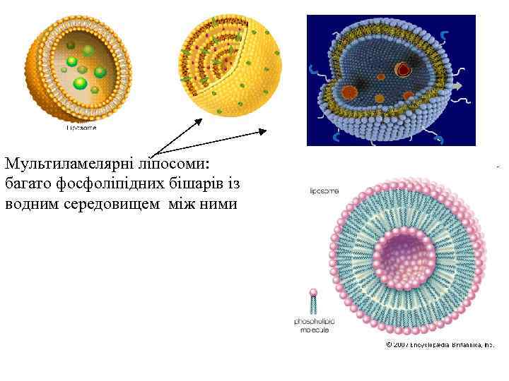 Моделі структури ліпосоми Мультиламелярні ліпосоми: багато фосфоліпідних бішарів із водним середовищем між ними 