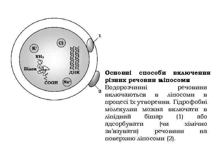 Основні способи включення різних речовин в ліпосоми. Водорозчинні речовини включаються в ліпосоми в процесі