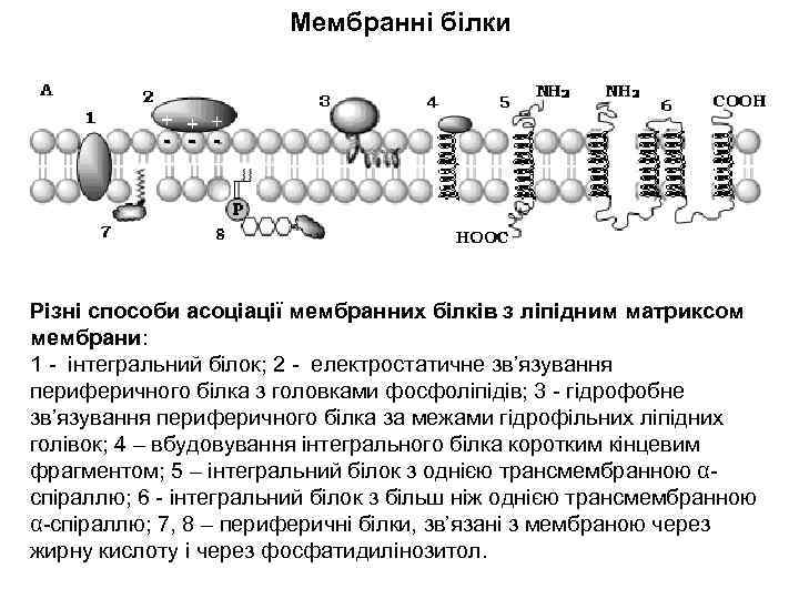 Мембранні білки Різні способи асоціації мембранних білків з ліпідним матриксом мембрани: 1 - інтегральний