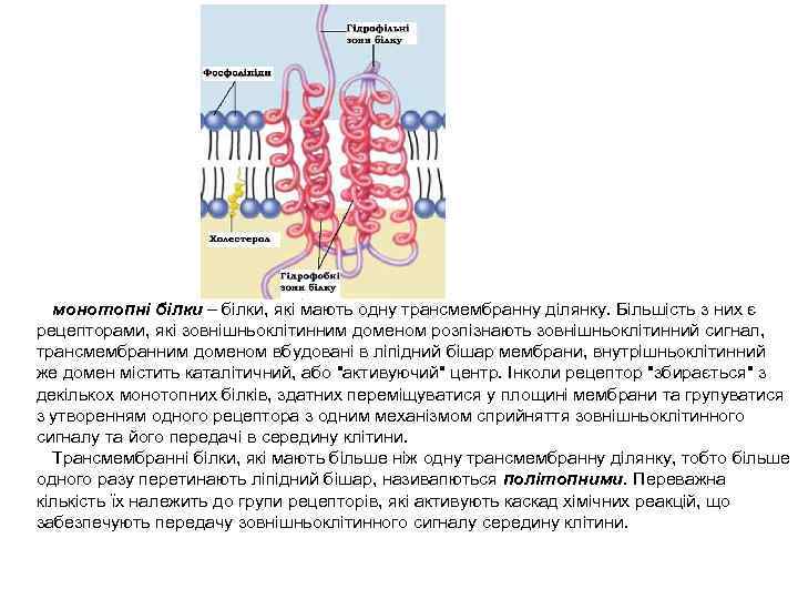монотопні білки – білки, які мають одну трансмембранну ділянку. Більшість з них є рецепторами,