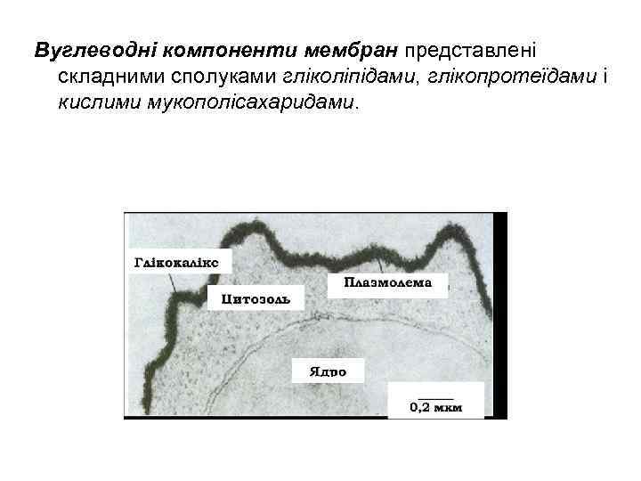 Вуглеводні компоненти мембран представлені складними сполуками гліколіпідами, глікопротеїдами і кислими мукополісахаридами. 