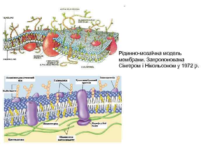 Рідинно-мозаїчна модель мембрани. Запропонована Сінгером і Нікольсоном у 1972 р. 