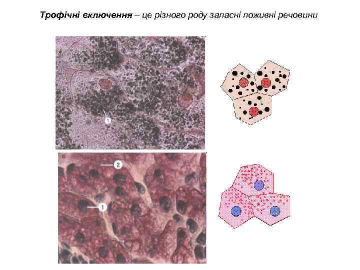 Трофічні включення – це різного роду запасні поживні речовини 