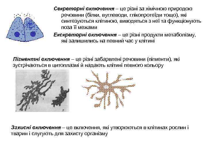 Секреторні включення – це різні за хімічною природою речовини (білки, вуглеводи, глікопротеїди тощо), які