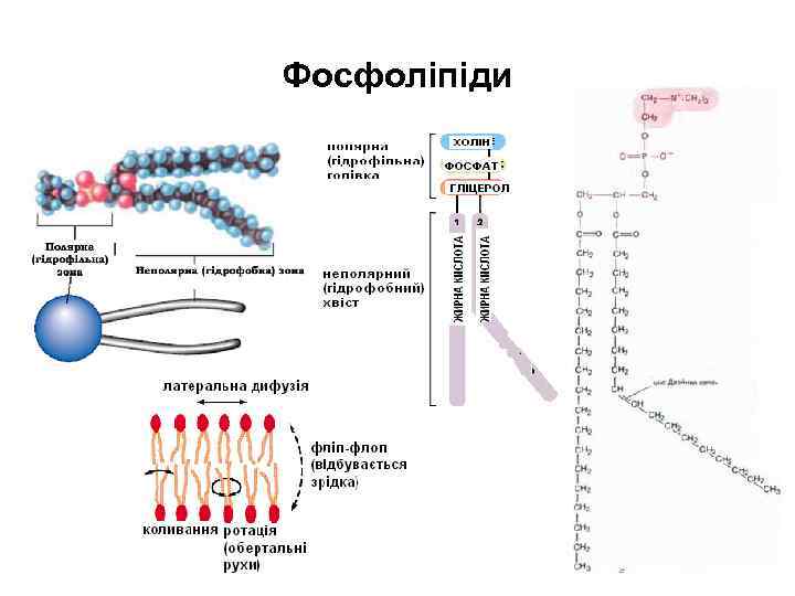 Фосфоліпіди 