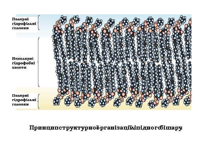Принципструктурної організаціїліпідного бішару. 