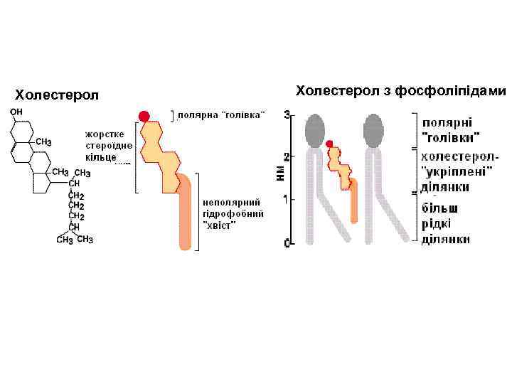 Холестерол з фосфоліпідами 
