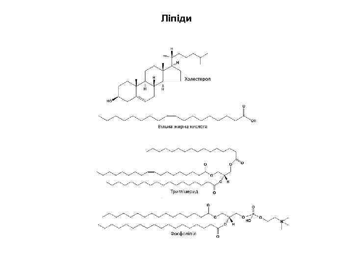 Ліпіди 