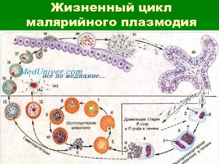 Spore фрагменты на этапе клетка