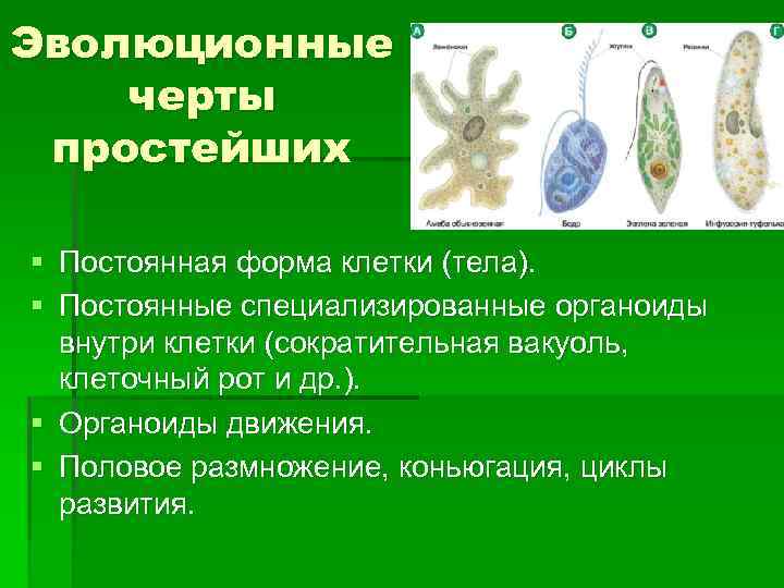 Назвать особенности простейших. Форма клетки простейших. Постоянная форма клетки. Формы клеток простейших организмов. Органоиды движения одноклеточных животных.